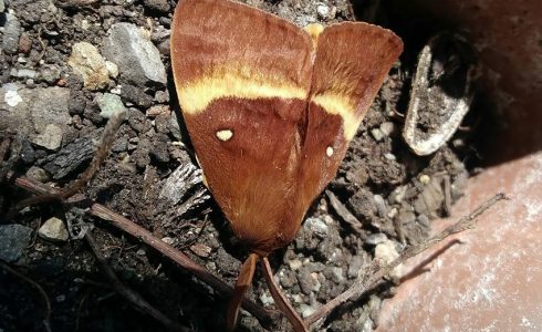 Lasiocampa quercus