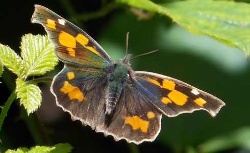 Libythea celtis