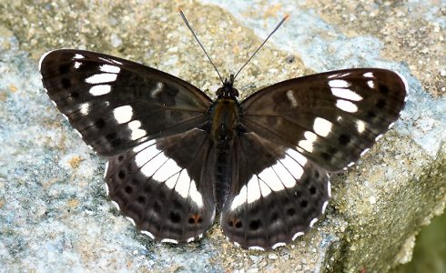 Limenitis camilla