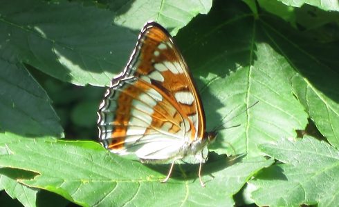 Limenitis populi