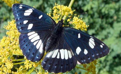 Limenitis reducta