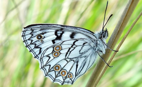 Melanargia arge