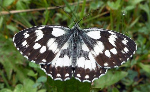 Melanargia galathea