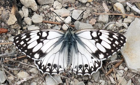 Melanargia occitanica