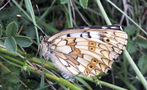 Melanargia russiae