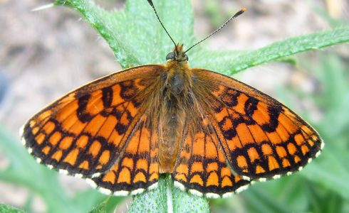 Melitaea celadussa