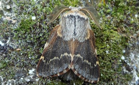 Poecilocampa populi