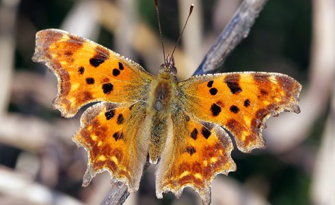 Polygonia c-album