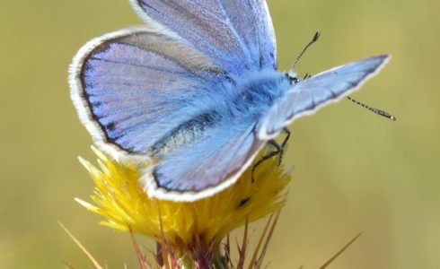 Polyommatus celinus