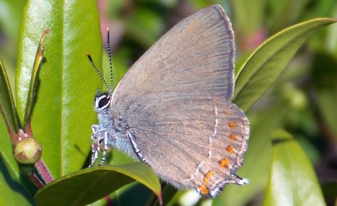 Satyrium esculi