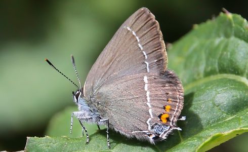 Satyrium spini