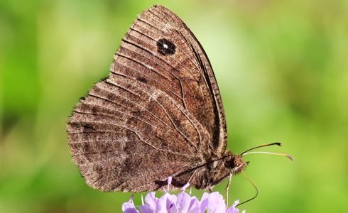 Satyrus ferula