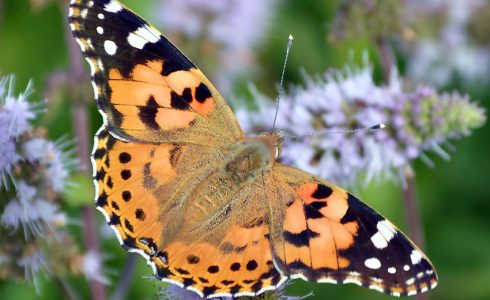 Vanessa cardui