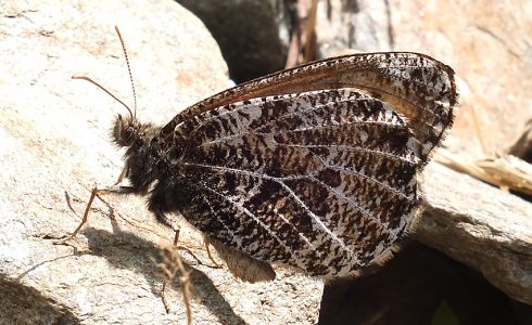 Oeneis glacialis