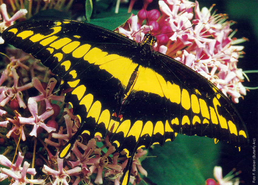 Papilio thoas, farfalla originaria del Sud America (Foto: F. Barbieri - Butterfly Arc).