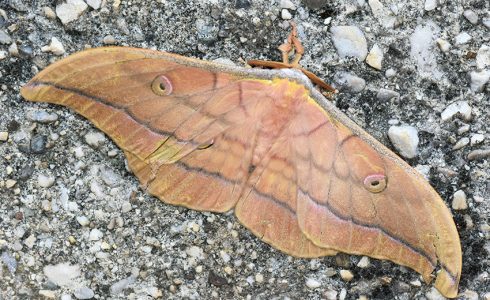 Antheraea yamamai