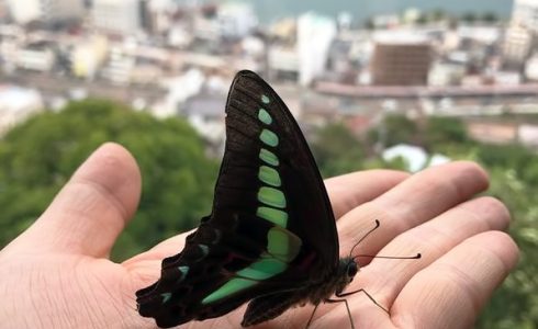 Graphium sarpedon