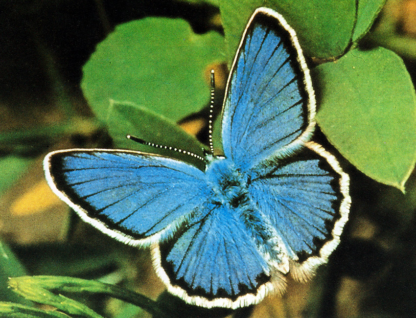 Universo dei Lepidotteri: Quanto vive una farfalla