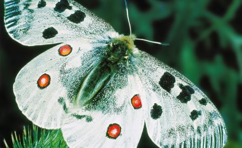 Universo dei Lepidotteri: La giornata di una farfalla