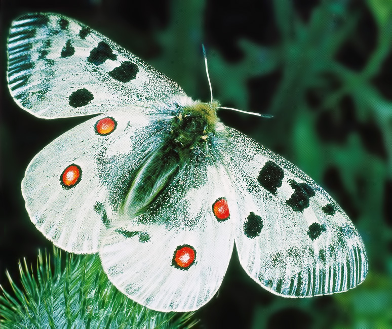 Universo dei Lepidotteri: La giornata di una farfalla