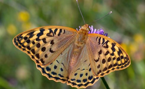 Argynnis pandora