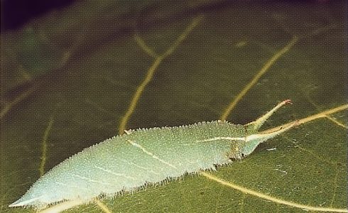 Universo dei Lepidotteri: Il ciclo delle farfalle e la metamorfosi