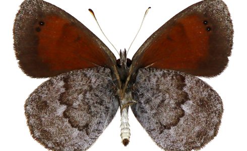 Erebia calcaria