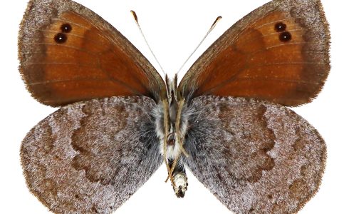 Erebia cassioides