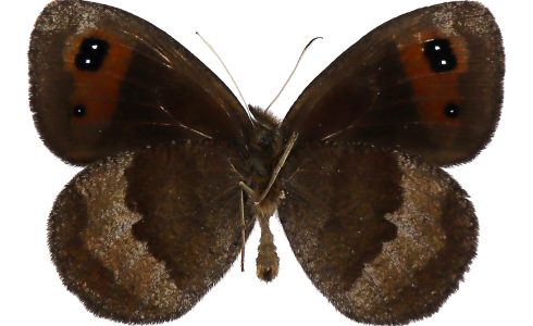 Erebia neoridas