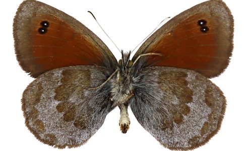 Erebia ottomana