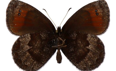 Erebia pronoe