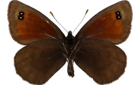 Erebia scipio