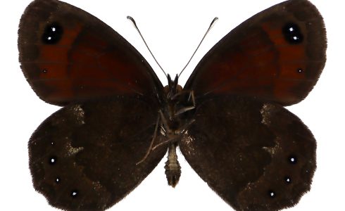 Erebia stiria