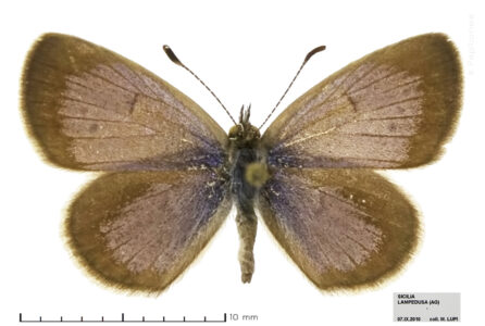 Zizeeria-karsandra_SIC-AG_Lampedusa_7_IX_2010_collMLupi_id0183