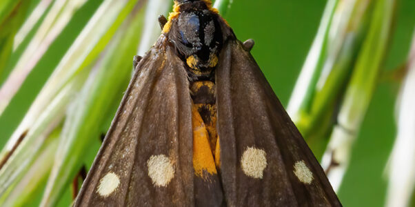 Dysauxes punctata