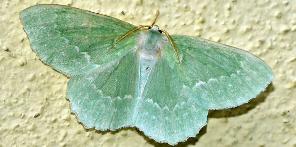 Geometra papilionaria