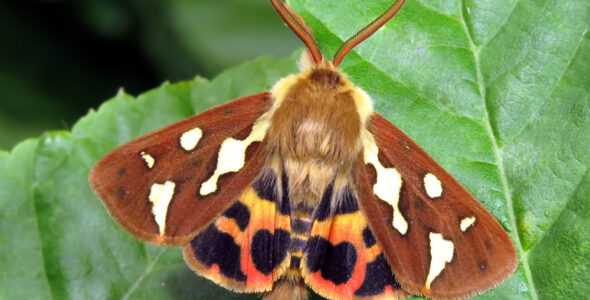 Arctia testudinaria