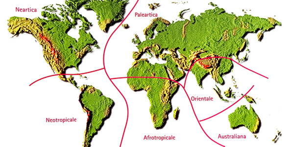 Universo dei Lepidotteri: come sono distribuite le farfalle