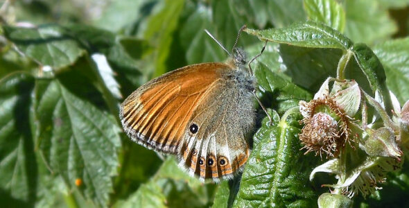 Coenonympha darwiniana