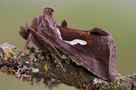 Macdunnoughia confusa (Stephens, 1850)