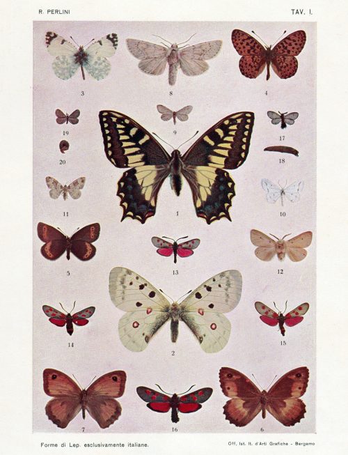 Perlini R. 1905. Forme di Lepidotteri esclusivamente italiane - Tavola 1