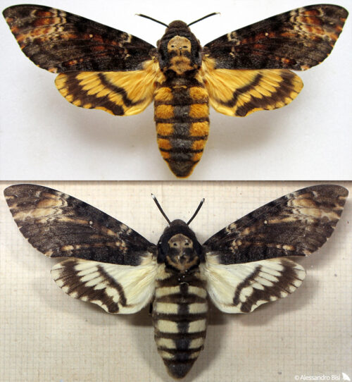 Confronto fra due esemplari di Acherontia atropos. Quello in alto risale agli anni '40 e mantiene tutt'ora tonalità di colori molto vivaci. Quello sotto è esposto in un museo dove è costantemente bombardato dalla luce artificiale.