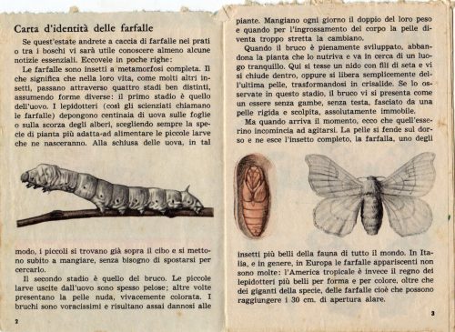 Carta d'identità delle farfalle.