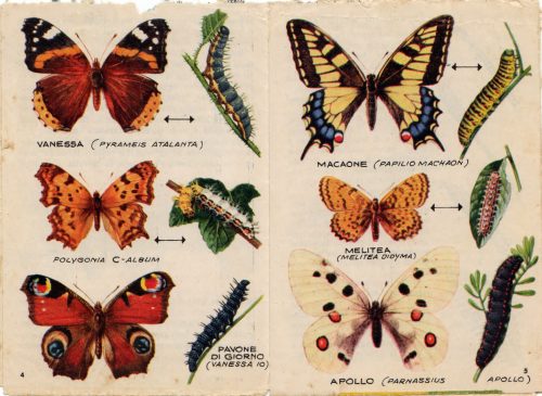 Corriere dei Piccoli (1965), pagine 4 e 5: Farfalle.