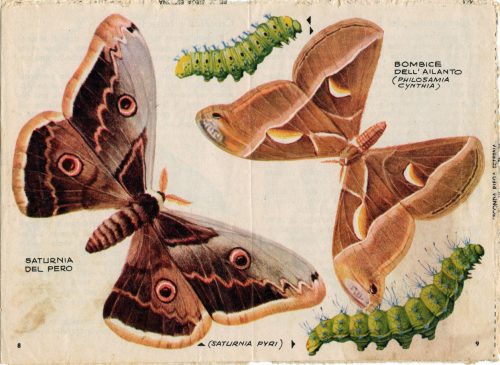 Corriere dei Piccoli (1965), pagine 8 e 9: Saturnidi.