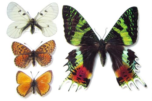 Alcuni esemplari di Lepidotteri paleartici ed esotici. Nella foto osserviamo tre farfalle e una falena: a sinistra vi sono il Parnassius mnemosyne, Melitaea didyma e Lycaena virgaureae, tipiche farfalle provenienti dall'Italia. A destra abbiamo un classico esempio di falena vistosamente colorata e a volo diurno, ossia la Chrysiridia rhipheus del Madagascar.