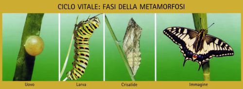 Metamorfosi di Papilio machaon
