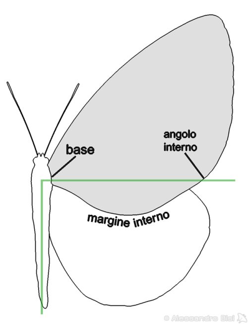 Allineamento dell'angolo interno rispetto alla base. Il disegno rappresenta una farfalla del genere Euploea.
