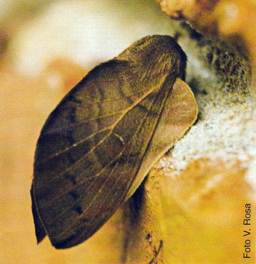 Falena foglia africana con le ali richiuse a tetto.