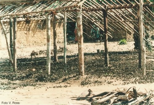 Migliaia di farfalle cercano l'ombra sotto una tettoia in un villaggio dello Zaire.